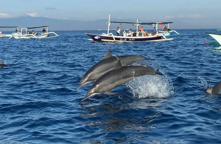 North Bali Lovina Dolphin Watching & Snorkeling Day Trip
