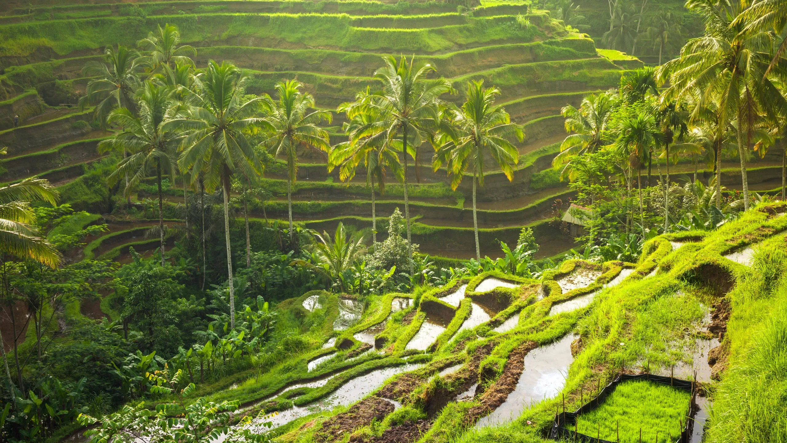 North Ubud Best Seller – 1 Day Private Tour (10 Hours)
